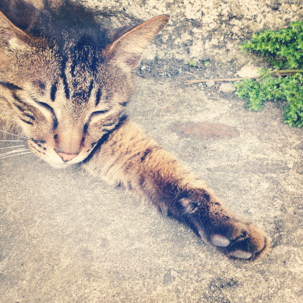reBuzz-Pet-Remote-6