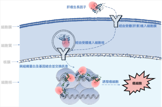 人類肝癌衍生生長因子的基因結合反應區會與基因結合且交換訊息,進而刺激細胞增生。(國家同步輻射研究中心提供)