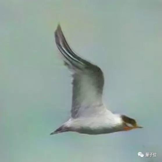 StackGAN 畫出的第一題:一隻白鳥,它的頭部和翅膀帶點黑色,還有個很細長的橘黃色鳥喙。
