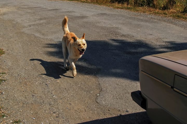 狗,自駕車