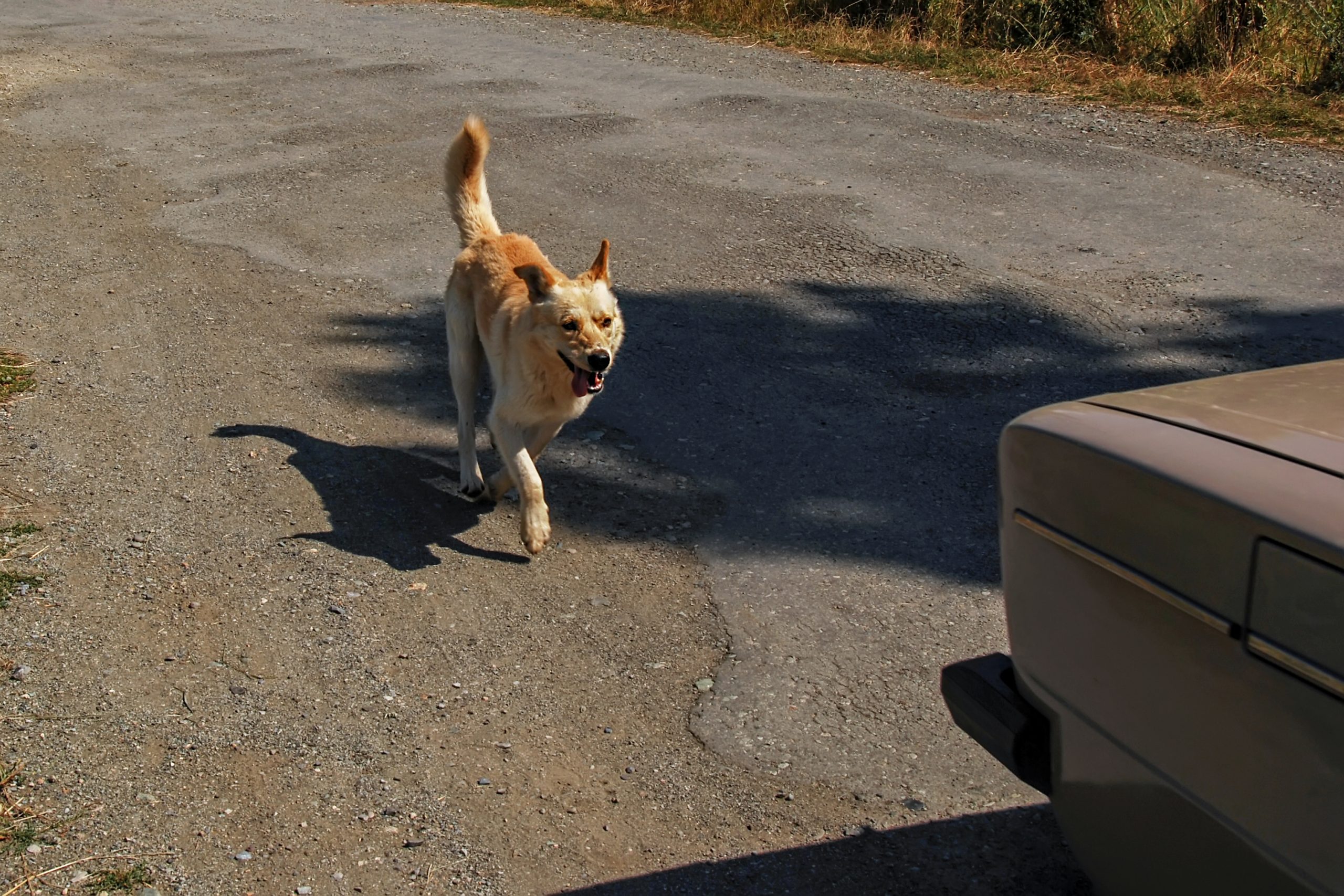 狗,自駕車