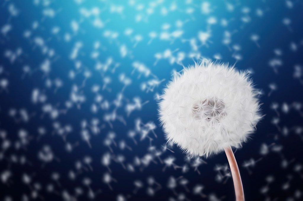 dandelion flying in blue background