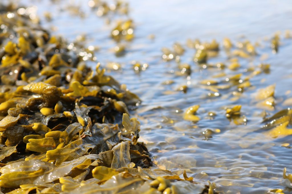 seaweed along the coast