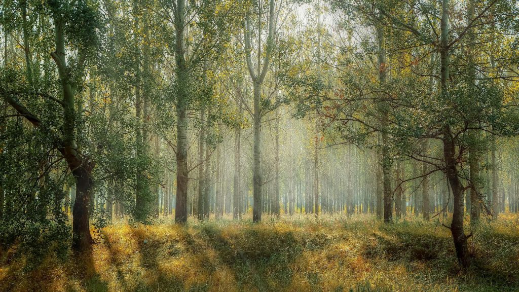 forest basked in sunshine