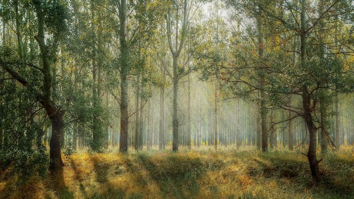 forest basked in sunshine