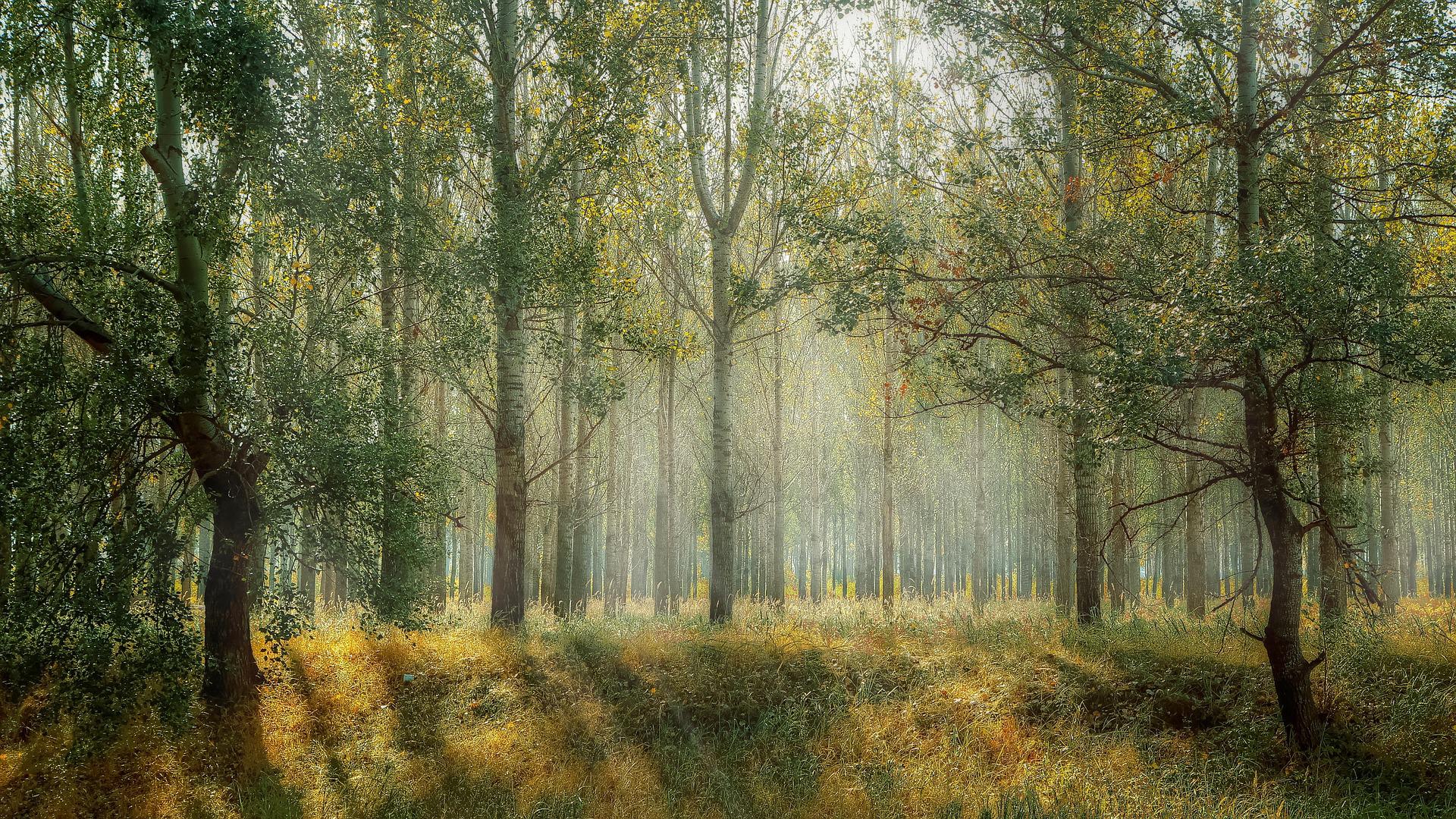 forest basked in sunshine
