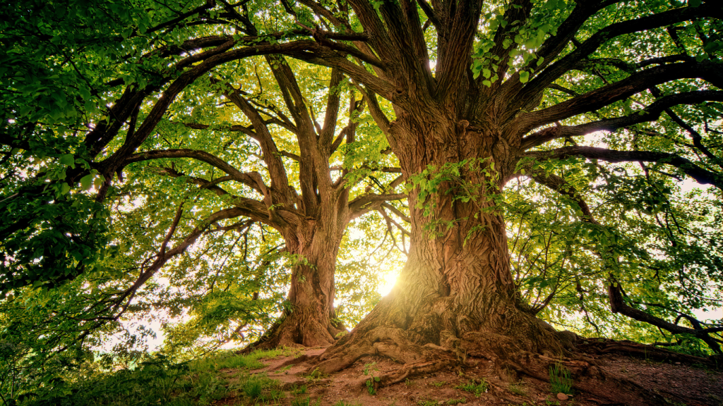 tall trees under the sun