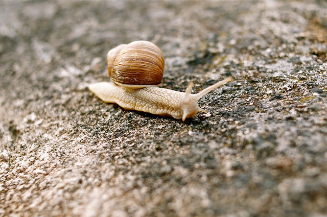 Slow