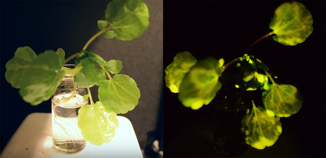 光亮環境中的植物(左)VS 黑暗環境中的植物(右)。